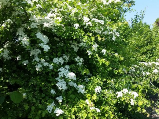 Weißdorn (Crataegus monogyna), 100-125 cm groß (3L Topf)