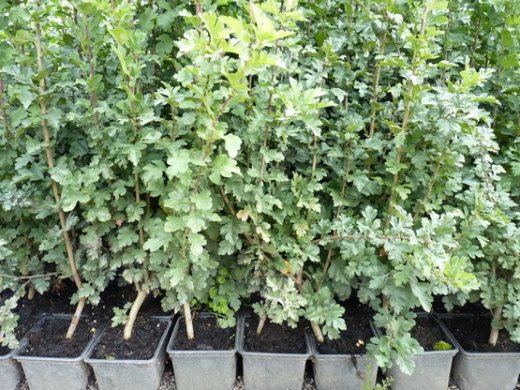 Weißdorn, Crataegus monogyna, im Topf