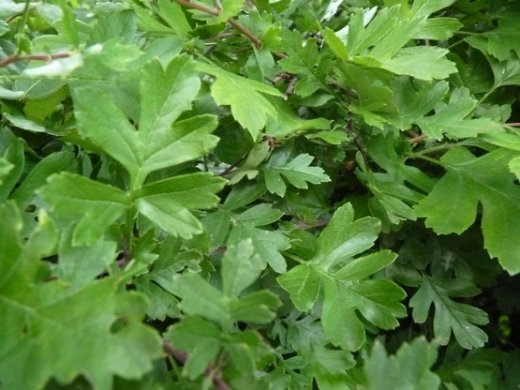 Weißdorn, Crataegus monogyna, im Topf