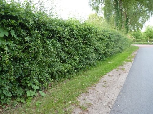 Weißdorn, Crataegus monogyna, im Topf