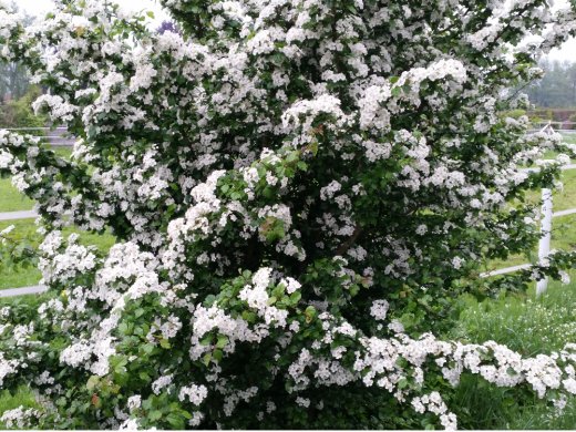Weißdorn (Crataegus monogyna), 125-150 cm groß (3L Topf)