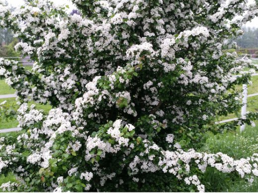 Weißdorn, Crataegus monogyna, im Topf