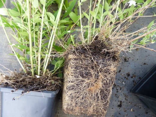 Deutzia gracilis, Maiblumenstrauch, 20-30cm