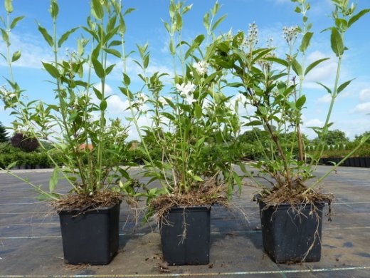 Deutzia gracilis, Maiblumenstrauch, 20-30cm