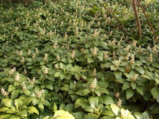 Pachysandra Terminalis (Dickmännchen, Schattengrün)