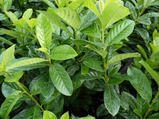 Kirschlorbeer Novita (Prunus laurocerasus) im 7,5L Container, 125-150cm