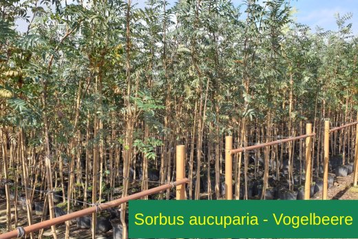 Vogelbeere (Eberesche), Sorbus aucuparia, im Topf
