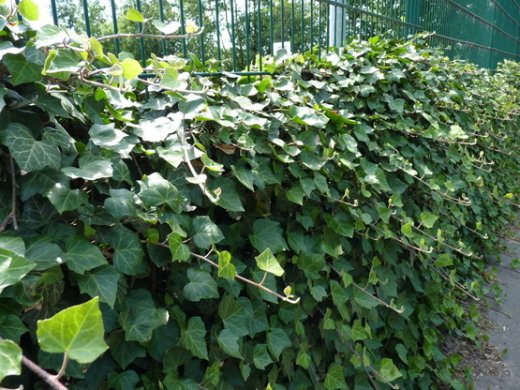 Hedera Helix/Efeu, gestäbt, 60-80 cm groß