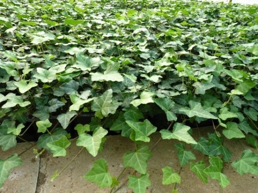 Kleinblättriger Efeu Hedera helix, im P9 Topf, 20-40 cm Triebe Kleinblättriger Efeu Hedera helix, im P9 Topf, 20-40 cm Triebe