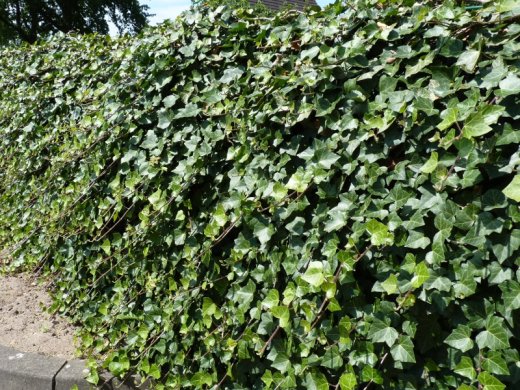 Hedera Helix/Efeu, gestäbt, 100-125 groß, im 1L Container