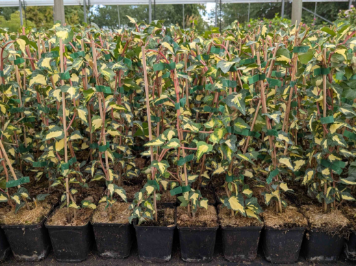 Goldefeu Goldheart - Hedera helix, 40-60 cm gestäbt