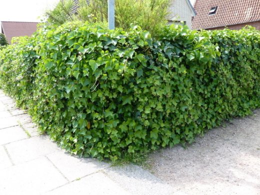 Efeu Hedera helix Hibernica (Irischer Efeu / Großblättriger Efeu) im 1L Topf, 100-125 cm groß, gestäbt