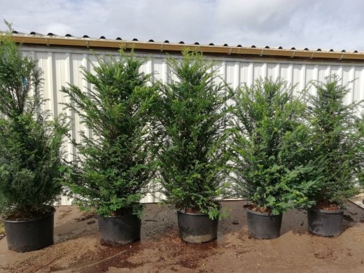 1 Meter Fertighecke+1J aus Einheimischer Eibe (Taxus baccata)