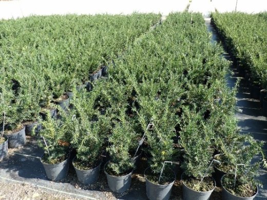 Taxus baccata/Einheimische Eibe, Containerware