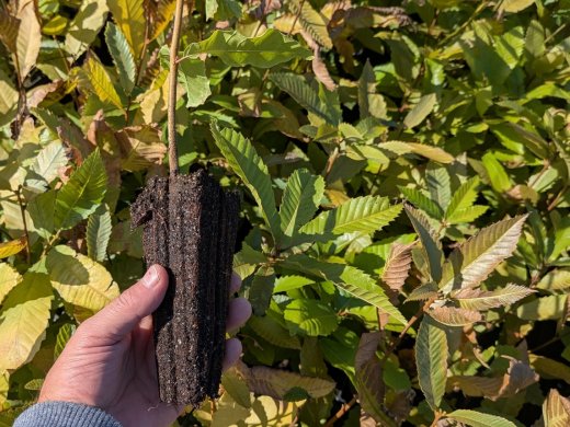 Esskastanie - Castanea sativa Esskastanie - Castanea sativa