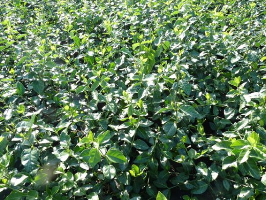 Spindelstrauch Purpur-Kriechspindel Euonymus f. coloratus