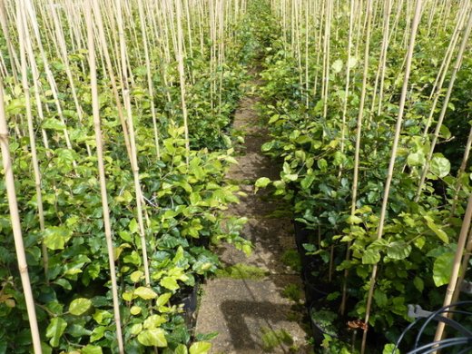 Rotbuche, Buche (Fagus sylvatica) im Container, 125-150cm