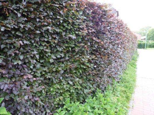 Blutbuche, Fagus sylvatica purpurea im Container, 30-50 cm