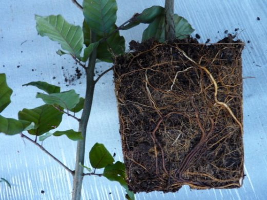 Blutbuche, Fagus sylvatica purpurea im Container, 30-50 cm