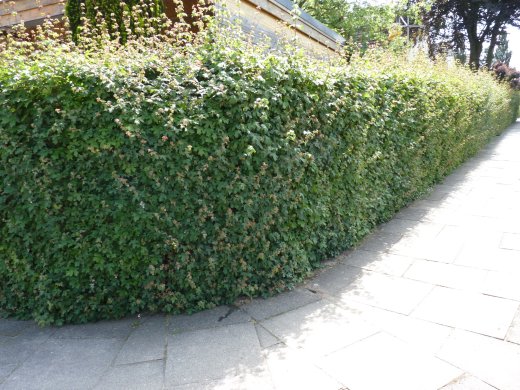 Acer campestre/Feldahorn, Wurzelware, 80 cm bis 125 cm