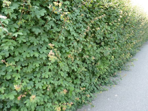 Acer campestre/Feldahorn, Wurzelware, 100 cm bis 125 cm