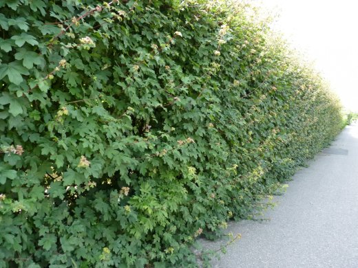 Feldahorn, Ahorn (Acer campestre) im Container, 175-200cm