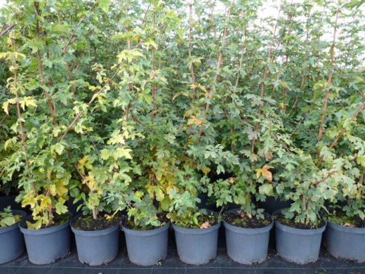 Feldahorn, Ahorn (Acer campestre) im Container, 175-200cm