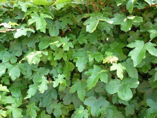 Feldahorn, Ahorn (Acer campestre) im Container, 175-200cm