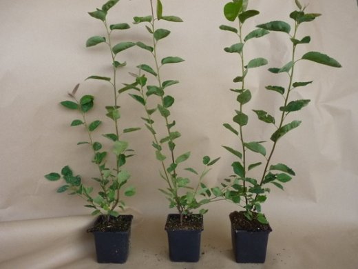 Kupfer-Felsenbirne Amelanchier lamarckii im Container