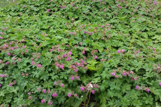 Balkan-Storchschnabel (Geranium macrorrhizum) im P9 Topf