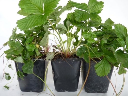 Wald-Erdbeere (Fragaria vesca, Monatserdbeere) Wald-Erdbeere (Fragaria vesca, Monatserdbeere)