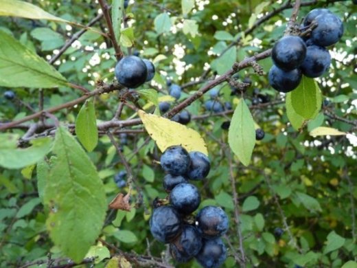 Schlehe, Schwarzdorn, lat. Prunus Spinosa, 50-80 cm groß im 1L Container Schlehe, Schwarzdorn, lat. Prunus Spinosa, 50-80 cm groß im 1L Container