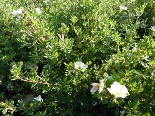 Weißer Fünffingerstrauch, Potentilla fruticosa mandshurica, 15-30cm, Topfpflanze