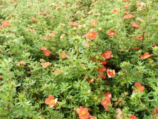 Fünffingerstrauch rot-orange, Potentilla fruticosa Red Ace 15-20cm, Topfpflanze
