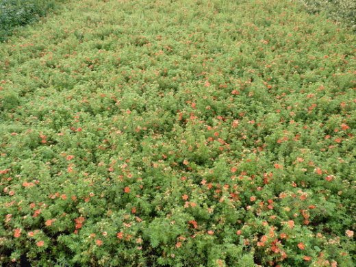 Fünffingerstrauch rot-orange, Potentilla fruticosa Red Ace 15-20cm, Topfpflanze