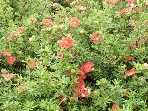 Fünffingerstrauch rot-orange, Potentilla fruticosa Red Ace 15-20cm, Topfpflanze Fünffingerstrauch rot-orange, Potentilla fruticosa Red Ace 15-20cm, Topfpflanze