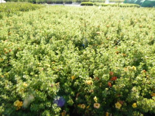 Fünffingerstrauch rot-orange, Potentilla fruticosa Red Ace 15-20cm, Topfpflanze