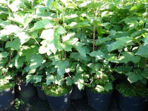 Gemeiner Schneeball, Viburnum opulus, im Container, 50-80cm