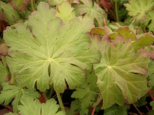 Storchschnabel spessart (Geranium macrorrhizum spessart)