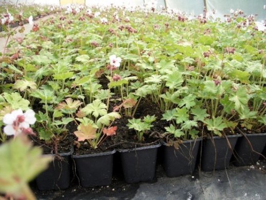 Storchschnabel spessart (Geranium macrorrhizum spessart)