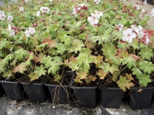 Storchschnabel spessart (Geranium macrorrhizum spessart)
