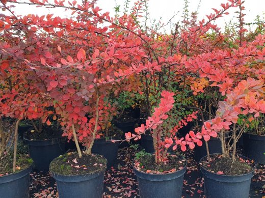 Grüne Hecken-Berberitze Berberis thunbergii, 60-100 cm groß im 3L Topf