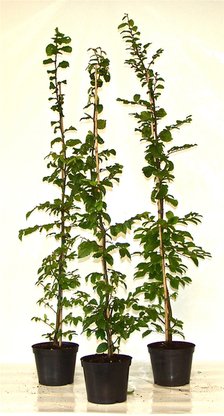 Hainbuche, Weißbuche (Carpinus betulus) im Container, 150-175cm