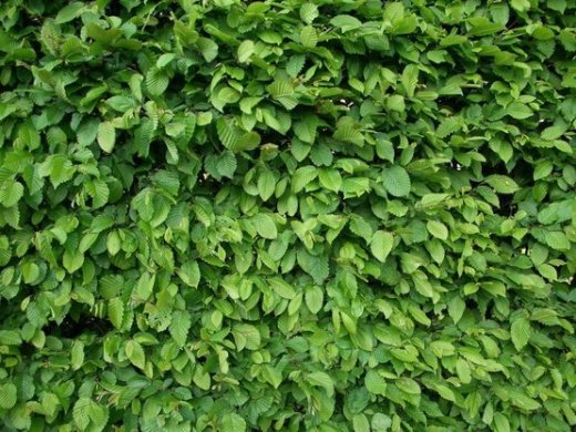 Hainbuche, Weißbuche (Carpinus betulus) im Container, 150-175cm