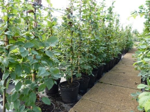 Hainbuche, Weißbuche (Carpinus betulus) im Container, 50-80cm