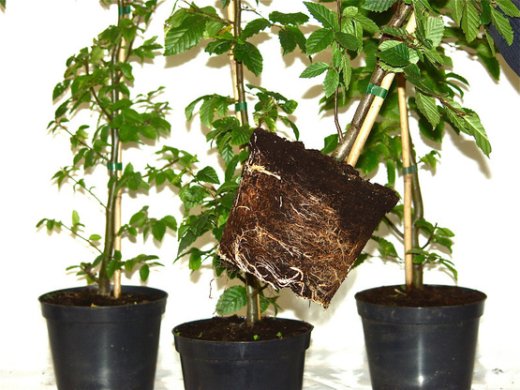 Hainbuche, Weißbuche (Carpinus betulus) im Container, 50-80cm