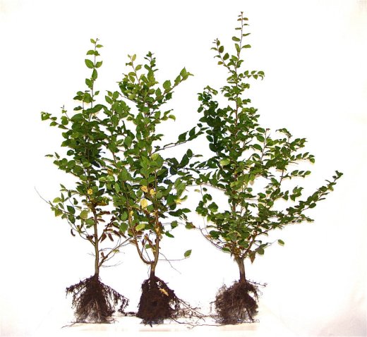 Ca. 65 m Naturhecke aus 250 Pflanzen - Freilandware, 50-80 cm groß