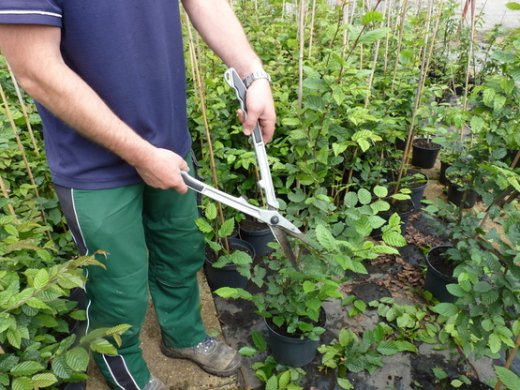 Hainbuche, Weißbuche (Carpinus betulus) im Container, 125-150cm