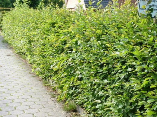 Hainbuche, Weißbuche (Carpinus betulus)  im Container, 80-100cm