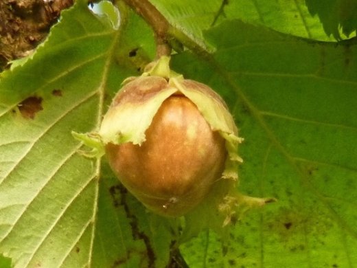 Haselnuss, Corylus Avellana, 50-80 cm groß im 1L Container Haselnuss, Corylus Avellana, 50-80 cm groß im 1L Container